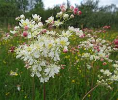 Image result for Filipendula vulgaris