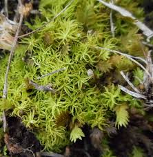 Attēlu rezultāti vaicājumam “Pottiales”