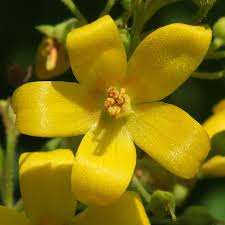 Attēlu rezultāti vaicājumam “Lysimachia vulgaris fruit”