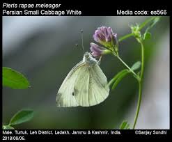 Attēlu rezultāti vaicājumam “Pieris rapae male”