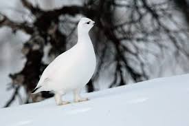 Image result for Lagopus lagopus