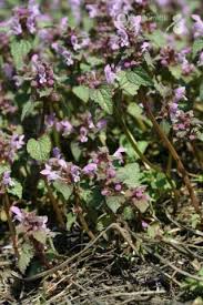 Attēlu rezultāti vaicājumam “Lamium purpureum”