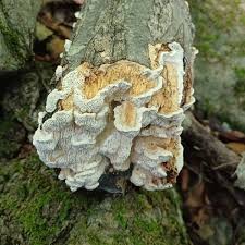 Attēlu rezultāti vaicājumam “Diplomitoporus flavescens”