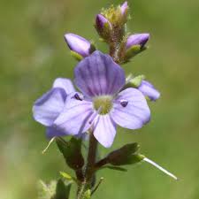 Image result for Veronica officinalis