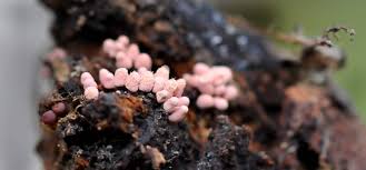 Attēlu rezultāti vaicājumam “Arcyria minuta macro”