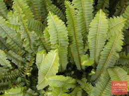 Image result for НЕФРОЛЕПИС (Nephrolepis