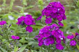 Image result for Phlox (großblumig)