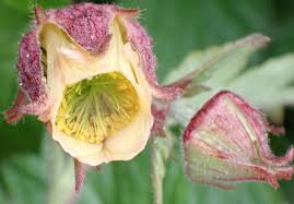 Attēlu rezultāti vaicājumam “Geum x intermedium”