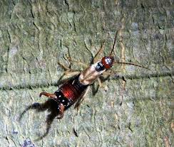 Attēlu rezultāti vaicājumam “Forficula auricularia male”