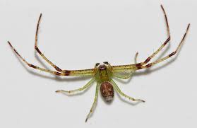 Attēlu rezultāti vaicājumam “Diaea dorsata male”