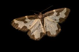 Attēlu rezultāti vaicājumam “Lomaspilis marginata”