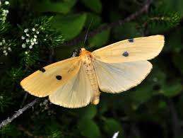 Attēlu rezultāti vaicājumam “Lithosia quadra female”