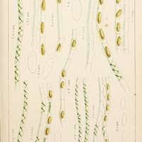 Attēlu rezultāti vaicājumam “Chaetophora pisiformis”