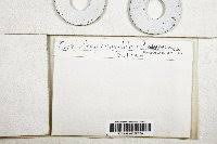 Attēlu rezultāti vaicājumam “Orthotrichum, Nyholmiella”