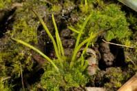 Attēlu rezultāti vaicājumam “Anthocerotopsida”