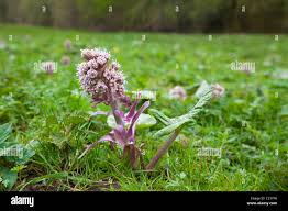 Attēlu rezultāti vaicājumam “Petasites hybridus leaf”