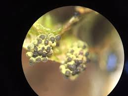 Attēlu rezultāti vaicājumam “Physarum virescens”