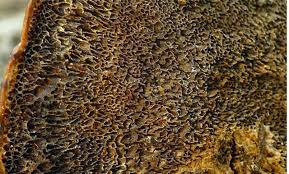 Attēlu rezultāti vaicājumam “Onnia triquetra”