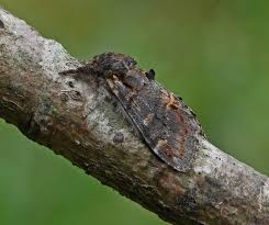 Attēlu rezultāti vaicājumam “Notodonta dromedarius”