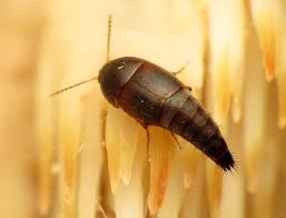 Attēlu rezultāti vaicājumam “Sepedophilus sp.”