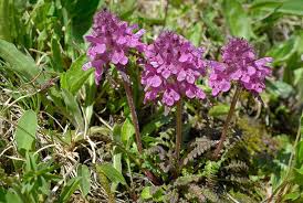 Attēlu rezultāti vaicājumam “Pedicularis palustris fruit”