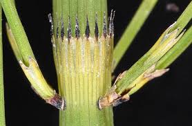 Attēlu rezultāti vaicājumam “Equisetum fluviatile”