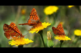 Attēlu rezultāti vaicājumam “Euphydrias aurinia”