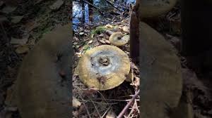 Attēlu rezultāti vaicājumam “Lactarius necator”