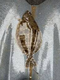 Image result for Paralichthys lethostigma