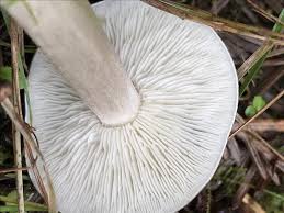 Image result for Melanoleuca rasilis var. pseudoluscina