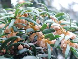 Attēlu rezultāti vaicājumam “Taxus baccata male flower”