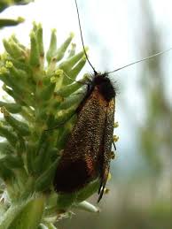 Attēlu rezultāti vaicājumam “Adelidae”