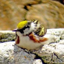 Image result for Dendroica magnolia