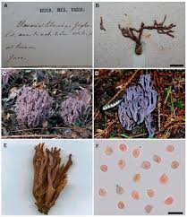 Attēlu rezultāti vaicājumam “Clavaria zollingeri”