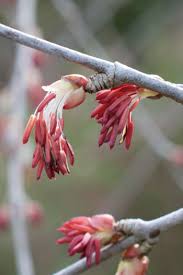 Attēlu rezultāti vaicājumam “Cercidiphyllum japonicum flower”