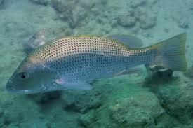 Image result for Lutjanus cyanopterus