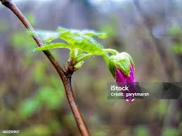 Attēlu rezultāti vaicājumam “Aquilegia vulgaris bud”