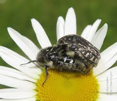 Attēlu rezultāti vaicājumam “Oxythyrea funesta imago”