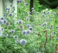 Image result for Frostabella ginsterfarmii