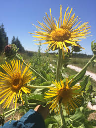 Attēlu rezultāti vaicājumam “Inula helenium”