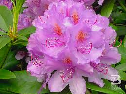Attēlu rezultāti vaicājumam “Rhododendron catawbiense flower”