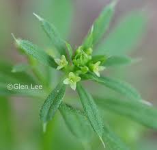 Attēlu rezultāti vaicājumam “Galium aparine fruit”