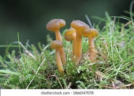 Attēlu rezultāti vaicājumam “Leotia lubrica”