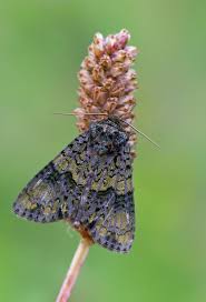 Attēlu rezultāti vaicājumam “Craniophora ligustri”