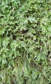 Attēlu rezultāti vaicājumam “Isothecium myosuroides”