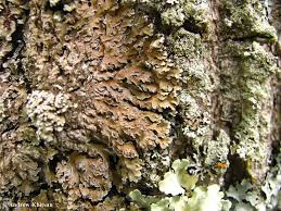 Attēlu rezultāti vaicājumam “Physconia detersa”