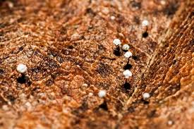 Attēlu rezultāti vaicājumam “Didymium xanthopus stalked”