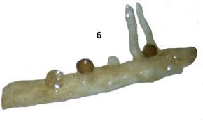 Attēlu rezultāti vaicājumam “Athelia pyriformis”