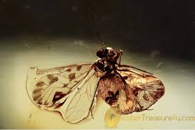 Attēlu rezultāti vaicājumam “Psocoptera”