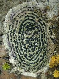 Attēlu rezultāti vaicājumam “Lecidella elaeochroma”